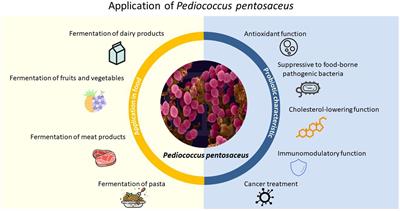 Pediococcus pentosaceus: Screening and Application as Probiotics in Food Processing